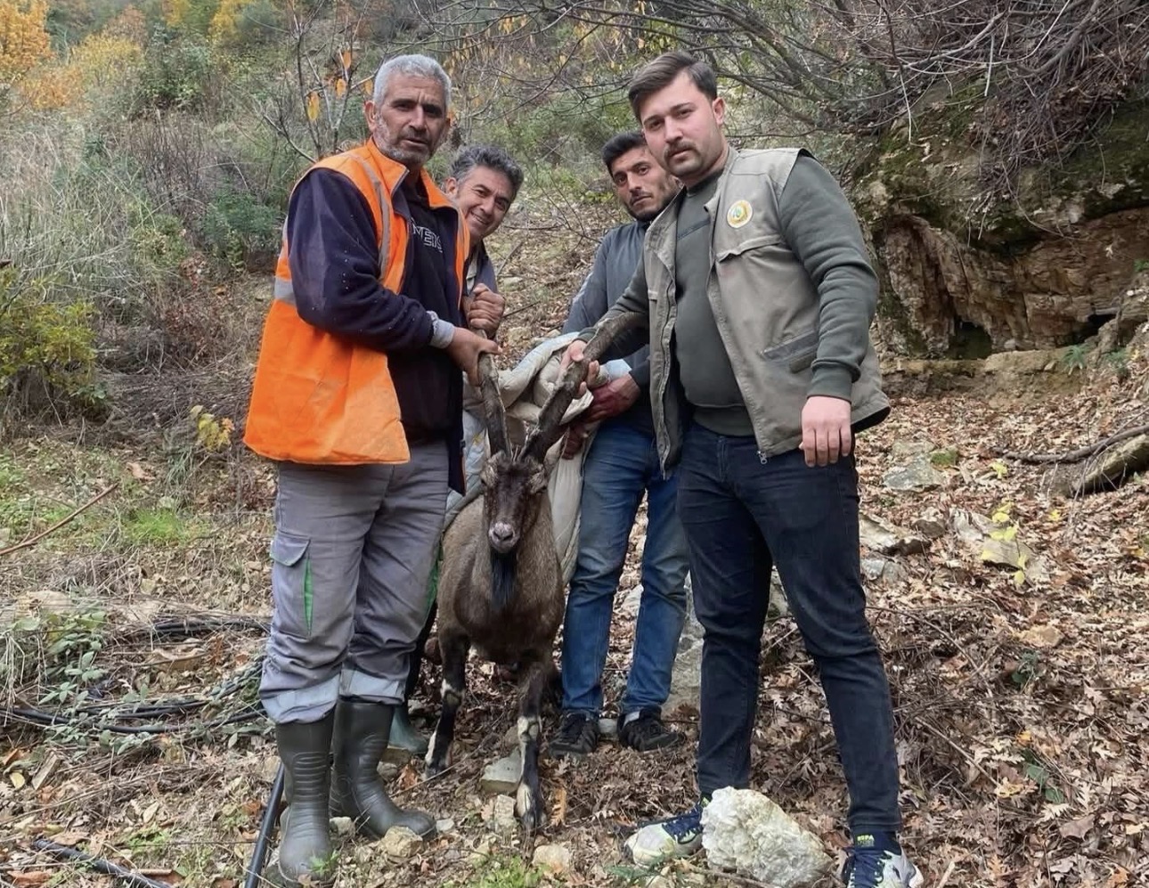 Antalya Gazipaşa’da yaralı yaban keçisi tedavi altına alındı