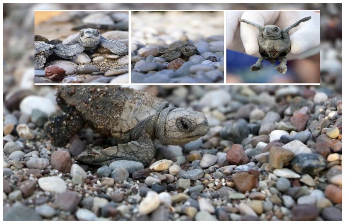 Antalya’da yarım milyona yakın Caretta yavrusu denizle buluştu