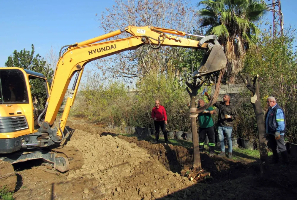 Kavşak düzenlemesi çalışmalarında ağaç kesimi yok, ağaç nakli var…