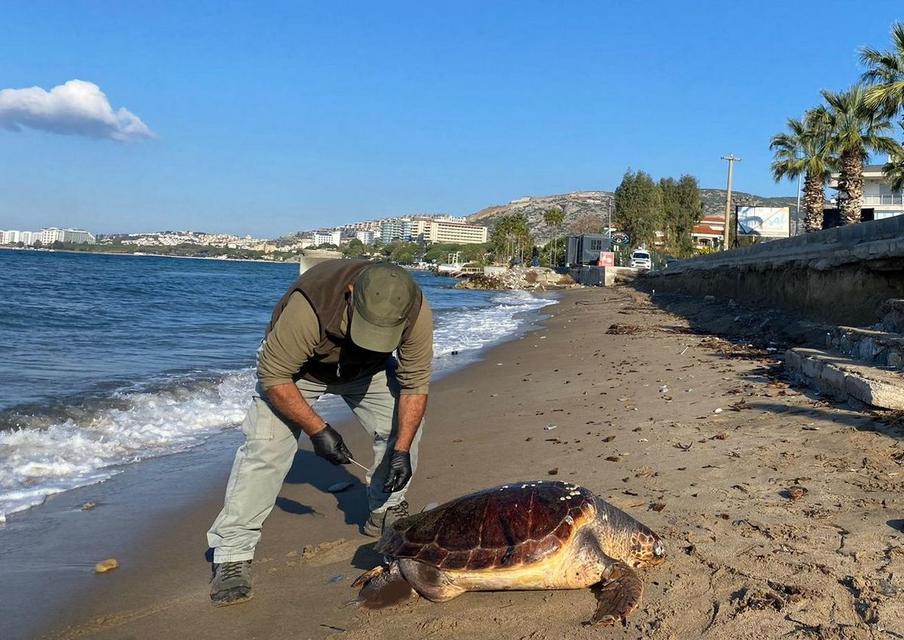 Kuşadası'nda 3 deniz kaplumbağası ölü bulundu