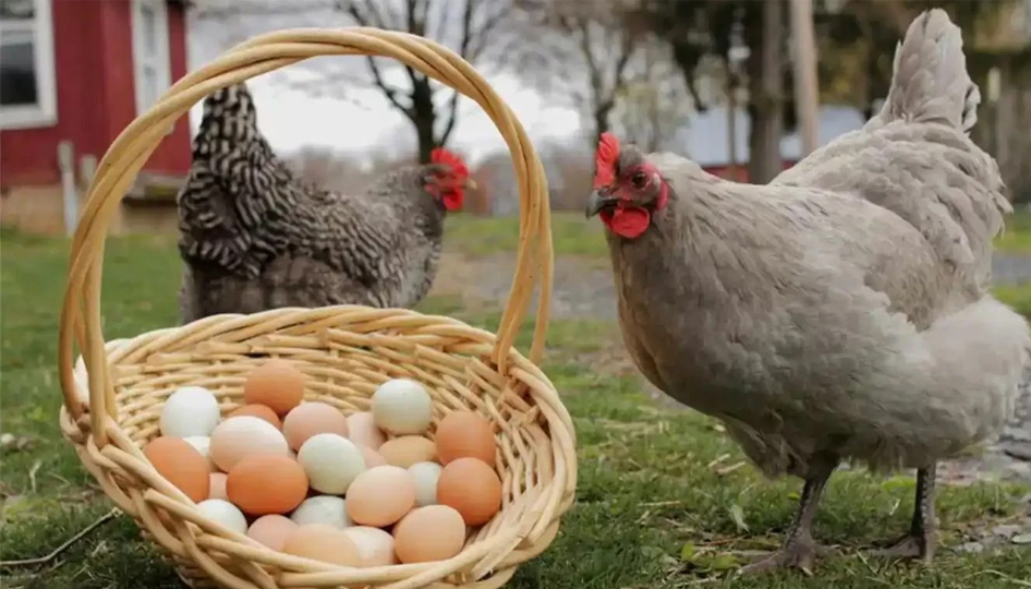 Tavuk eti üretimi artarken yumurta azaldı