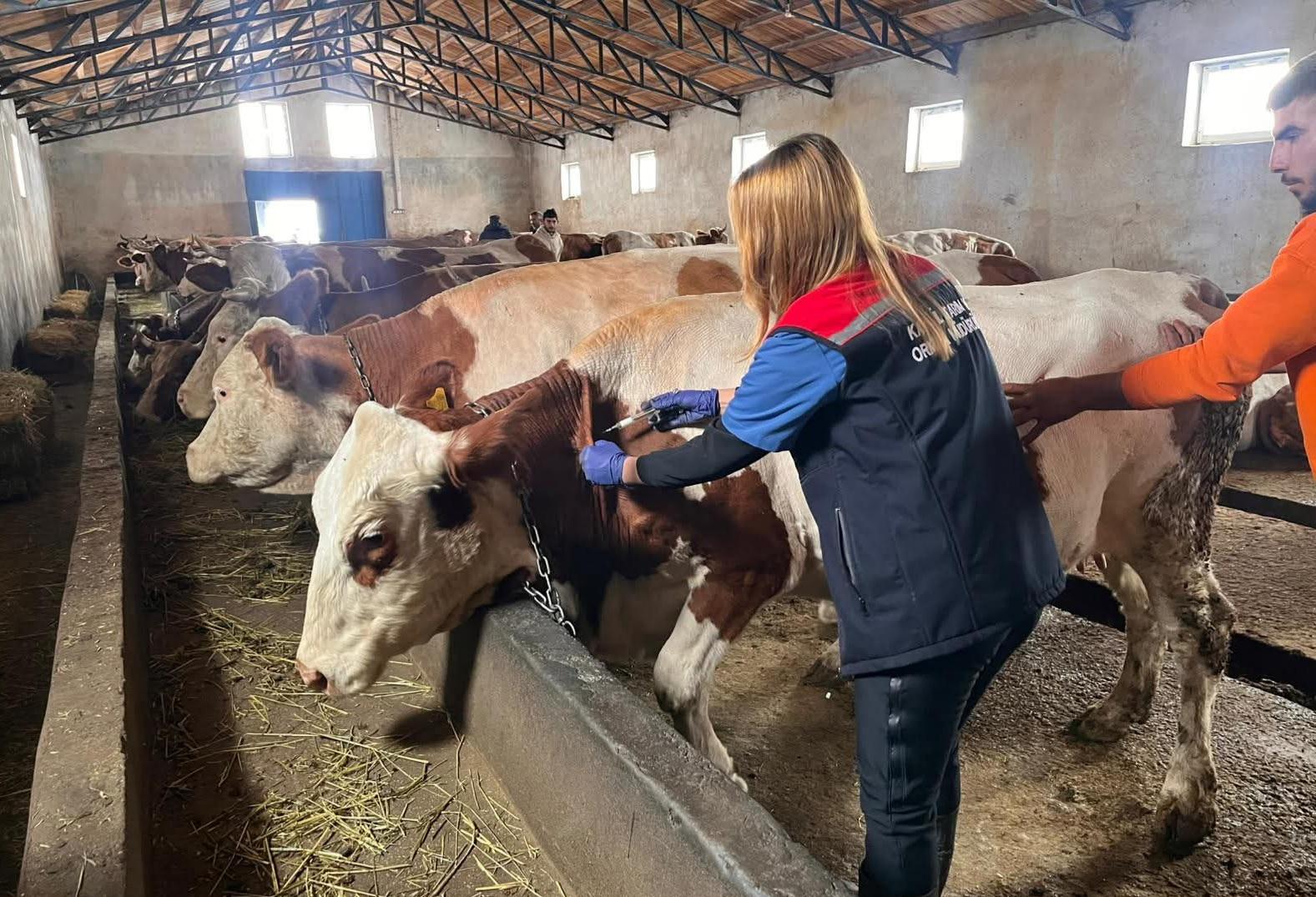 Kars’ta Buzağı kayıplarına karşı septisemi aşısı seferberliği sürüyor