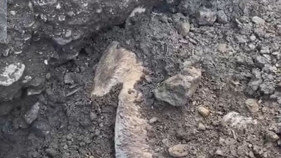 Aydın Büyükşehir Belediyesi'ne bağlı hayvan barınağında içler açısı görüntüler