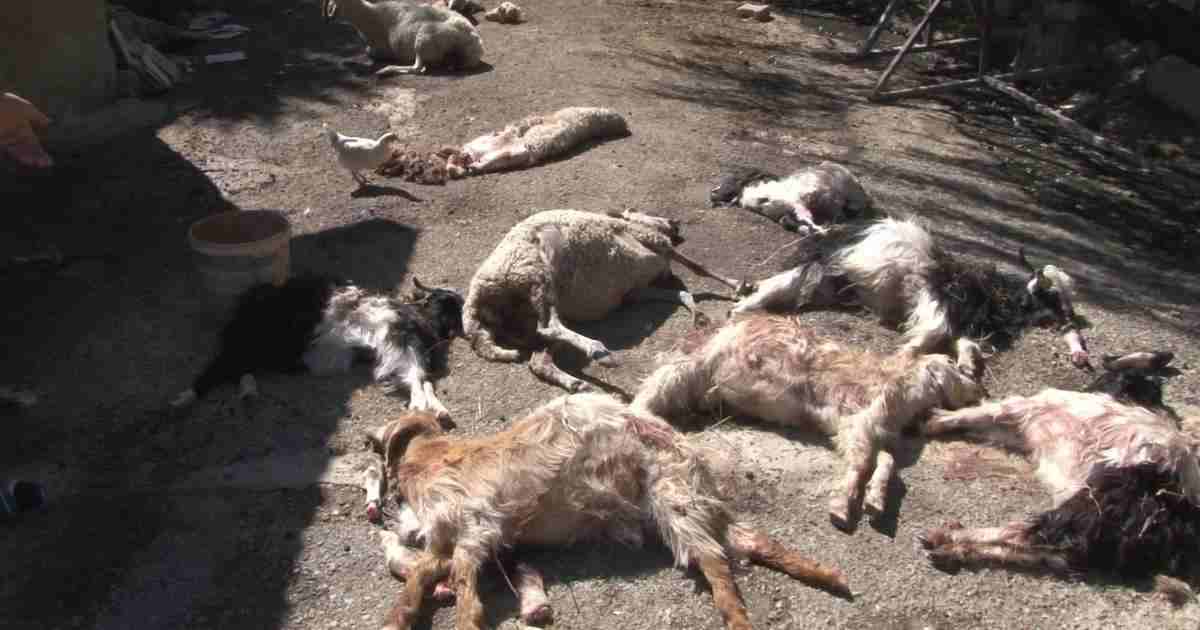 Bakan Yerlikaya'dan 'köpek' saldırısına soruşturma emri