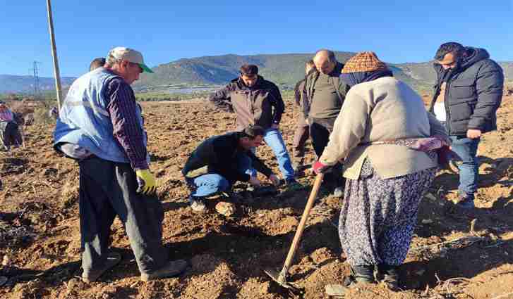 Bucak'ta Zeytin Fidanı dikim kontrolü yapıldı