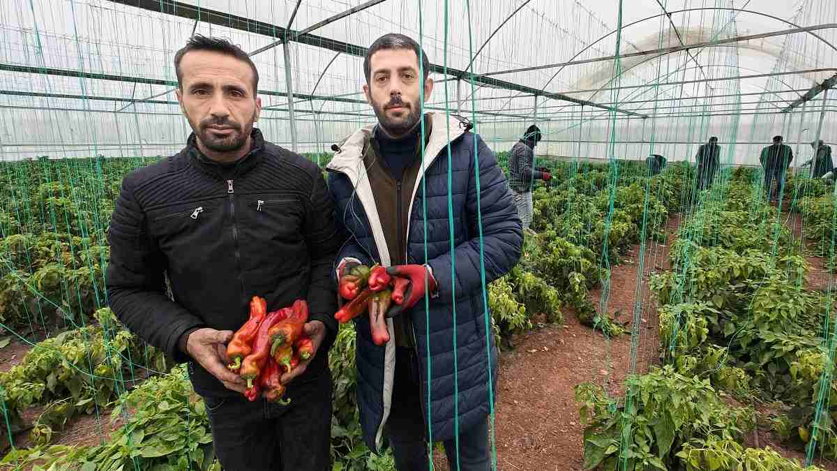 Eyyübiye Sera Kent’te kış sezonu verimli geçiyor