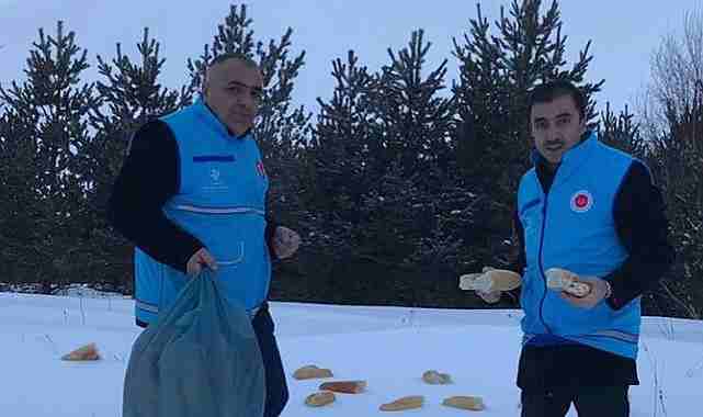 Ardahan'da -20'de yabani hayvanlar unutulmadı