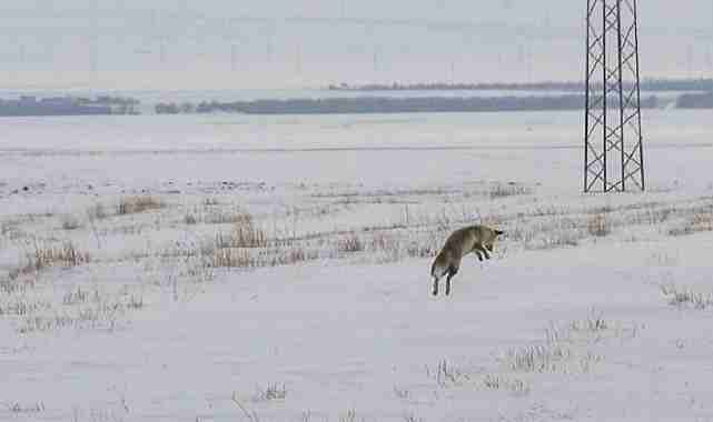 Kar yağışı yabani hayvanları aç bıraktı