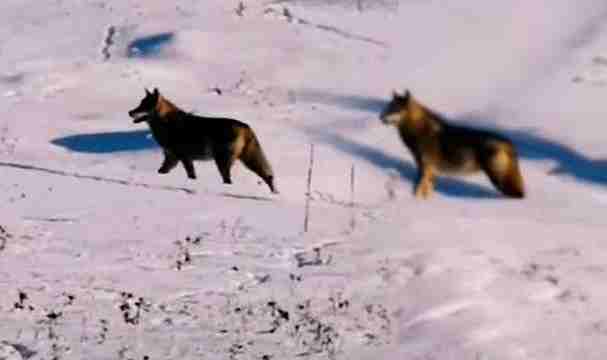 Kış, yaban hayvanlarını zorluyor