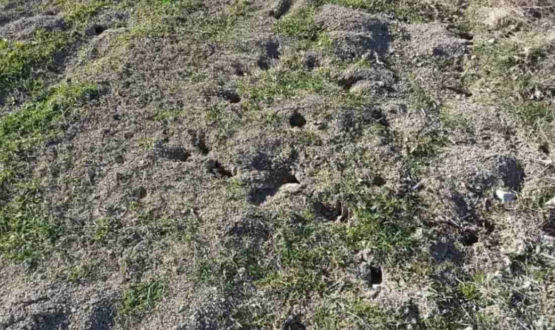 Isparta'da tarlalara fare istilası