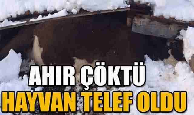Posof'ta ahır çöktü, 7 hayvan telef oldu