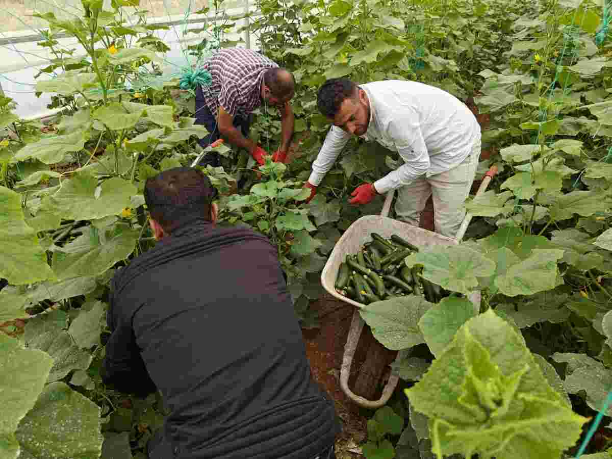 Eyyübiye Sera Kent'te yeni sezon hasat başladı