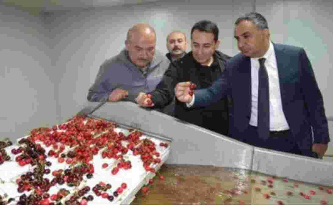 Eğirdir'den dünyaya kiraz ihracatı başladı