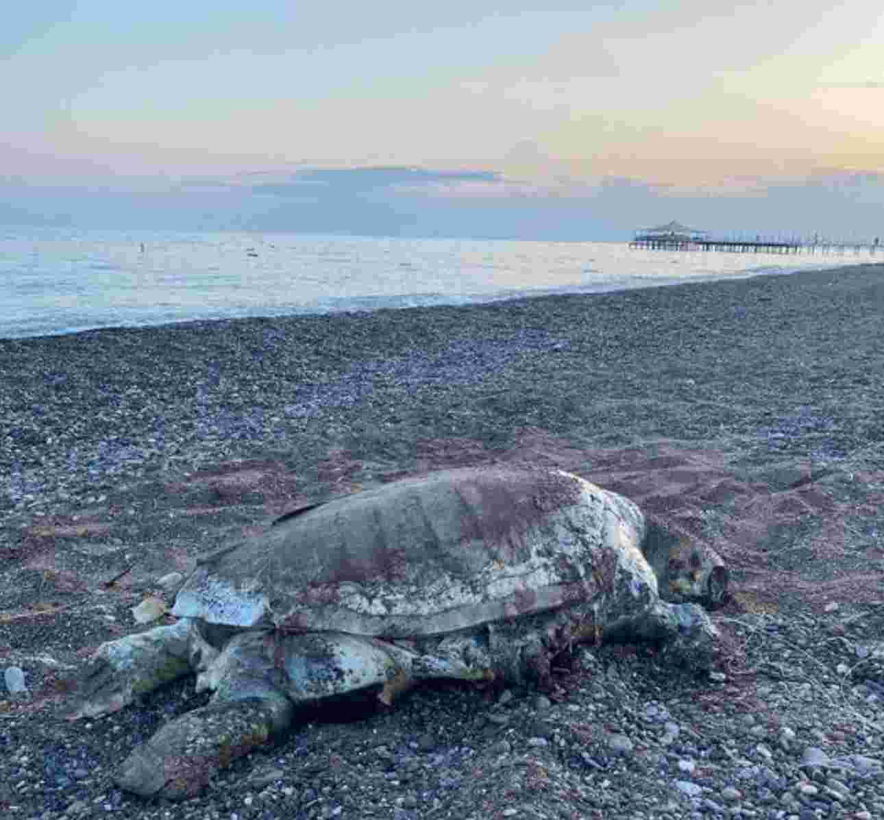 Antalya Boğazkent’te sahile ölü caretta caretta vurdu