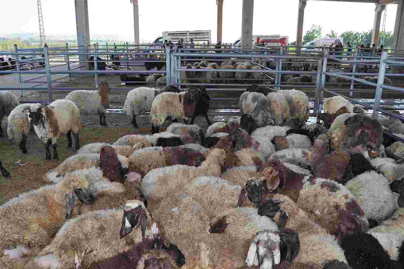 Kurbanlıklar görücüye çıktı