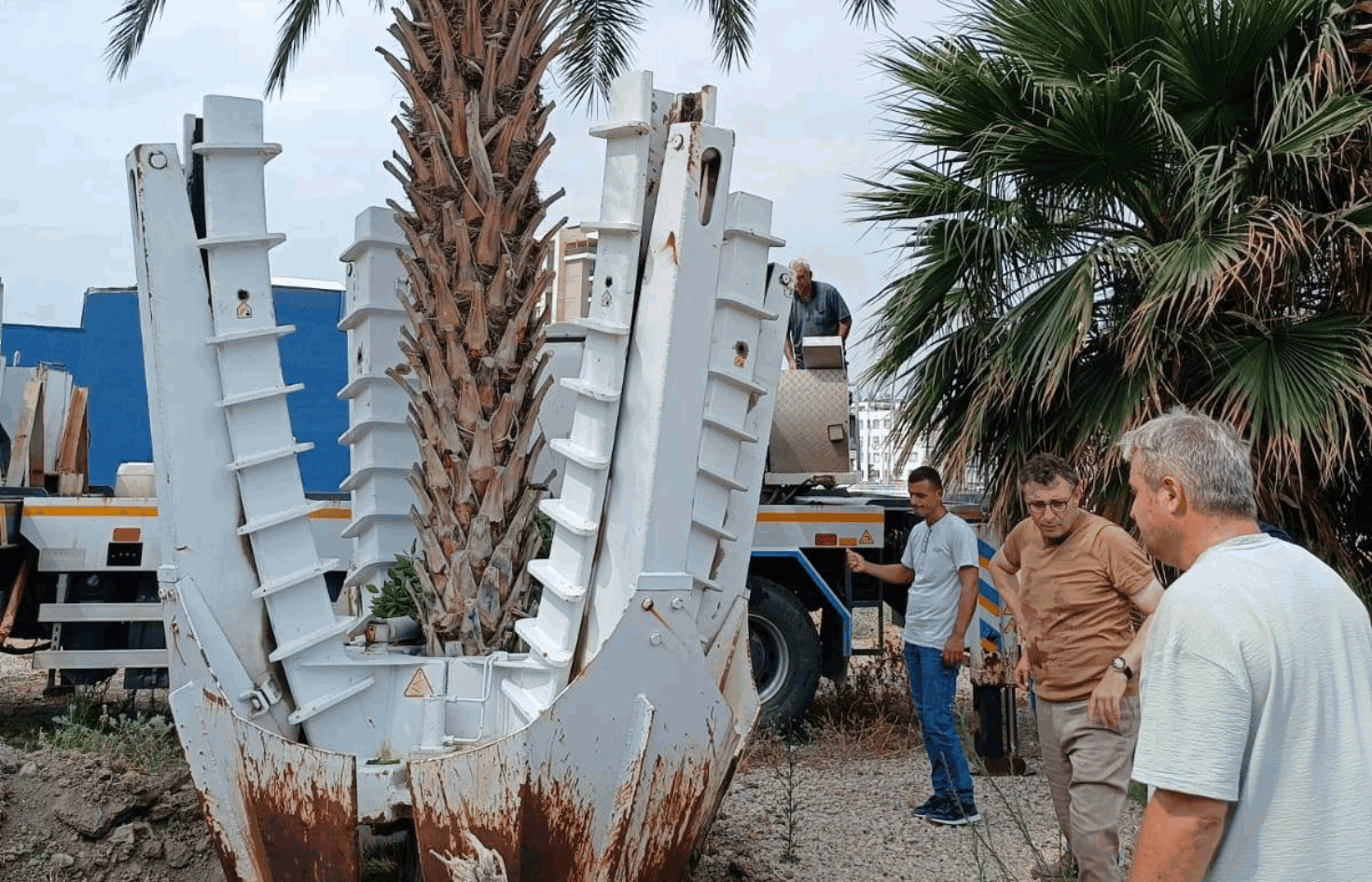 İskenderun Belediyesi'nden Ağaç Kurtarma Operasyonu