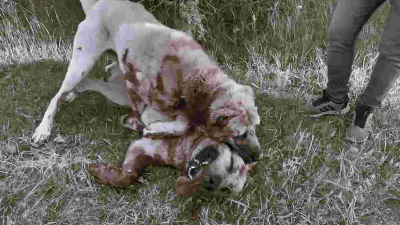 Erzincan'da Köpeklere Eziyet Kan Dondurdu!