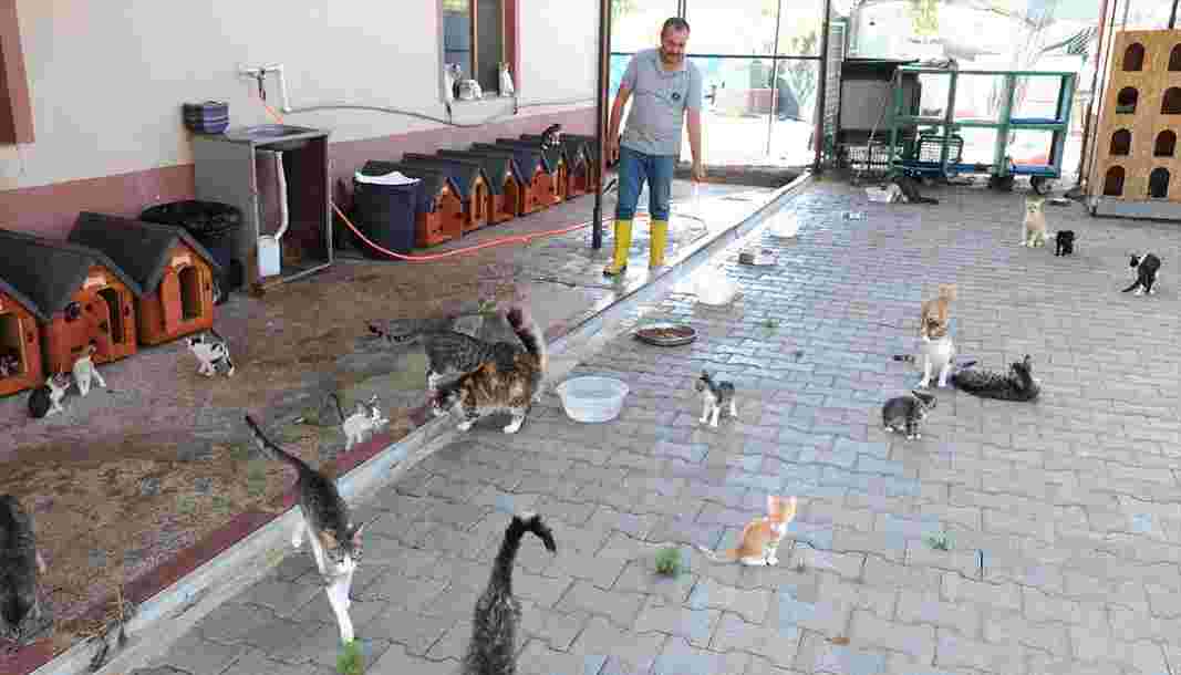 Kemer Belediyesi’nden can dostlara yardım eli