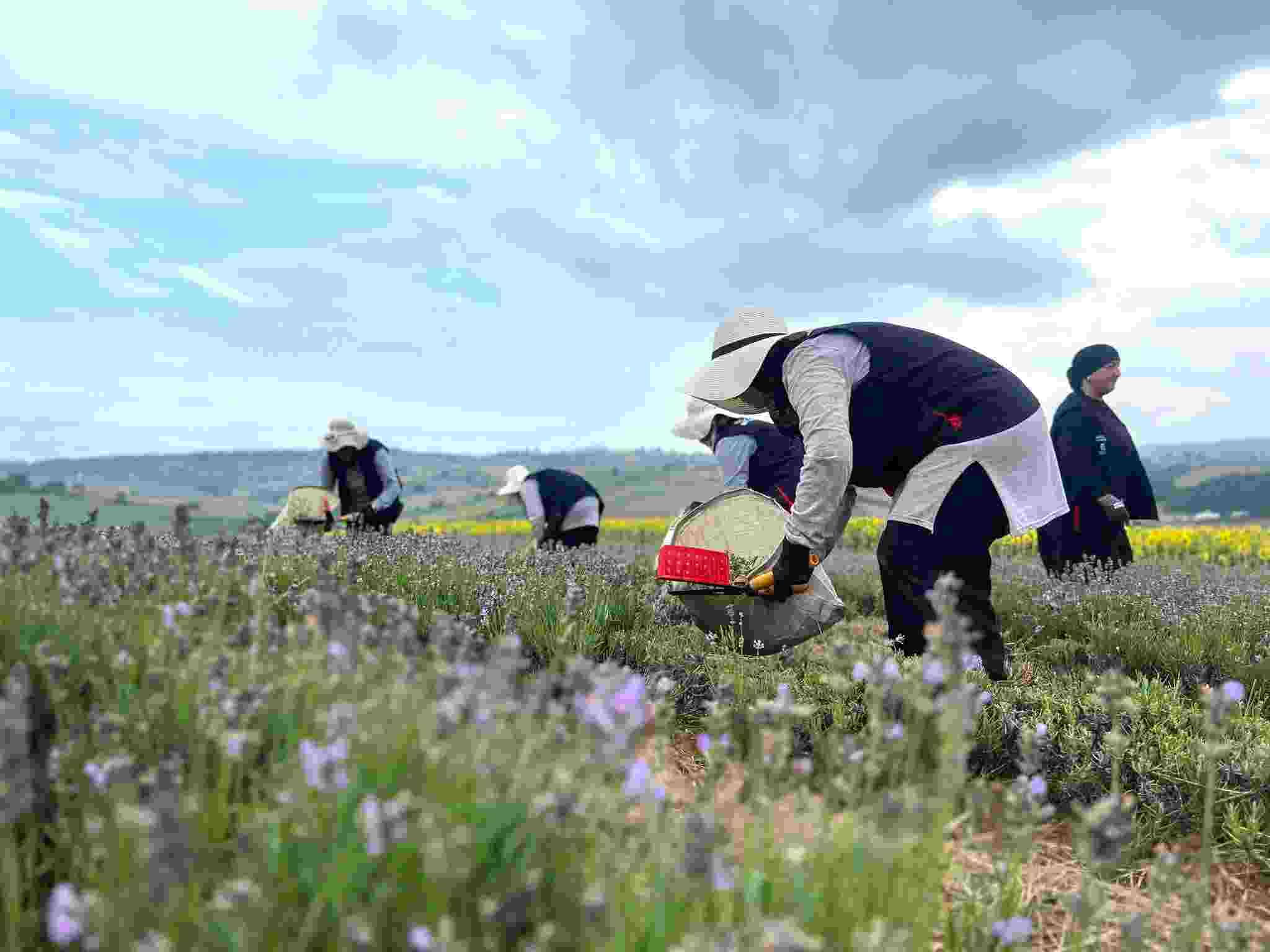 Kocaeli’de mor tarlalarda lavanta hasadı başladı