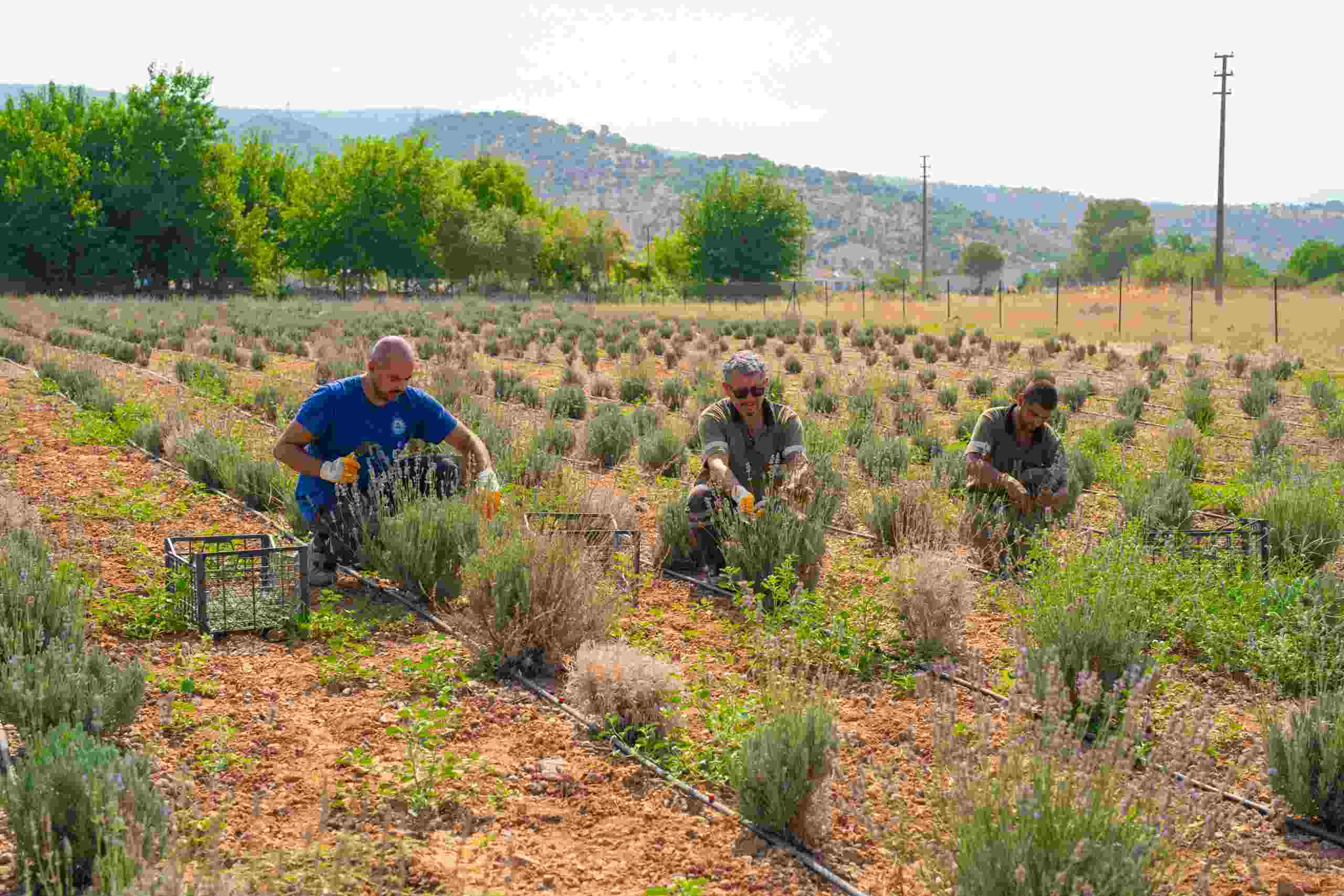 Milas Belediyesi lavanta hasadı gerçekleştirdi