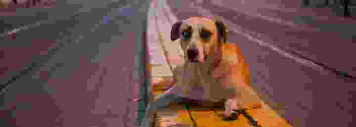 Başıboş köpek kanun teklifinin ilk 3 maddesi kabul edildi