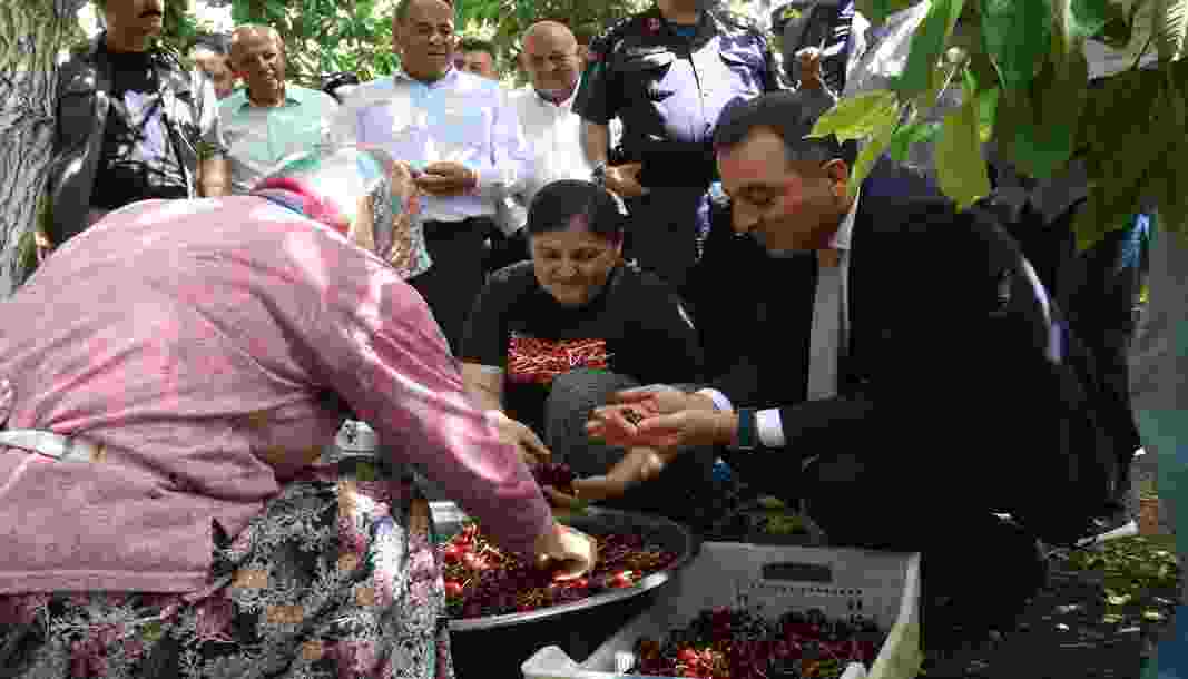 Ağlasun Yeşilköy'de kiraz hasattı başladı