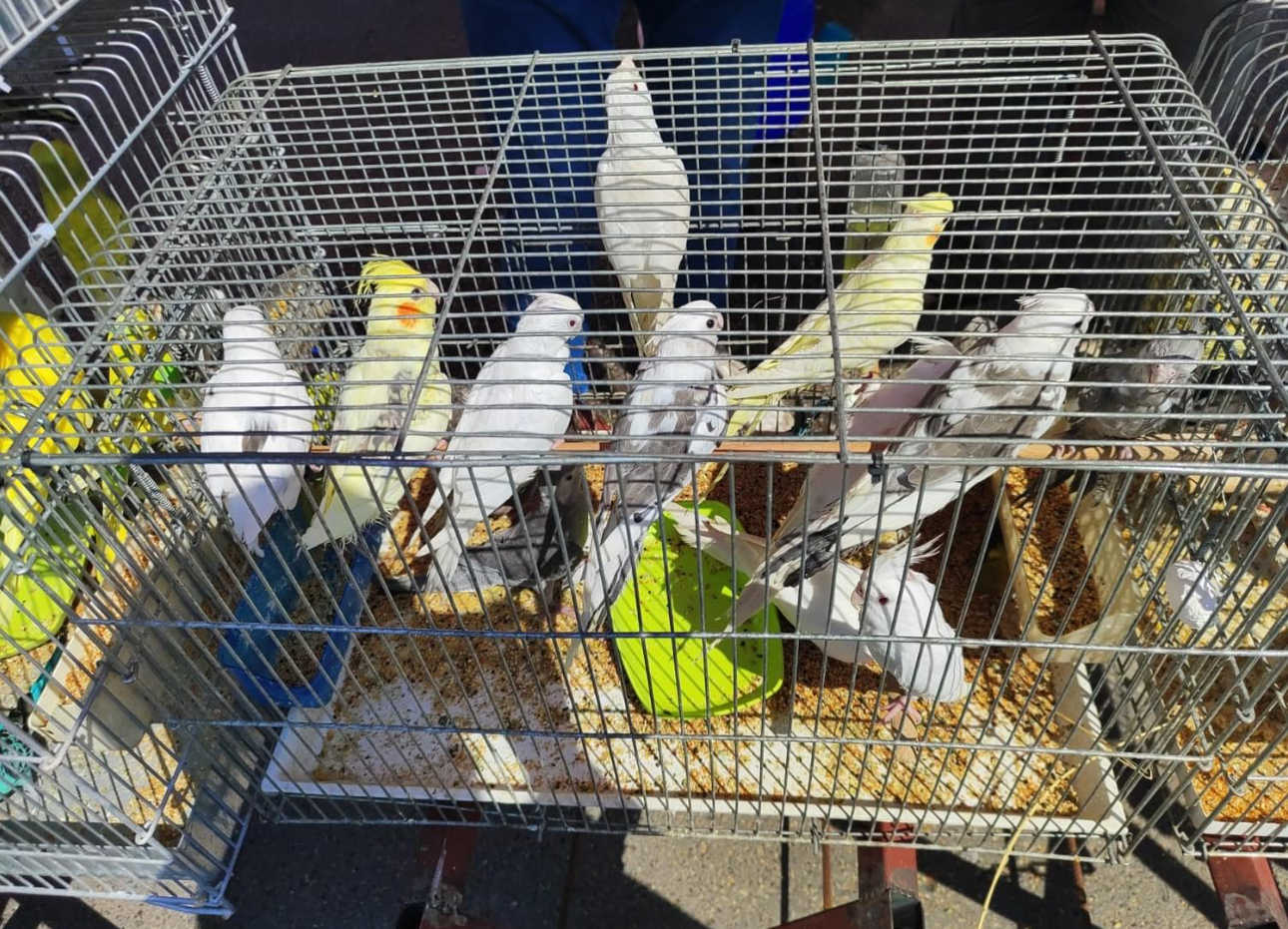 Antalya'da kaçak papağan operasyonu