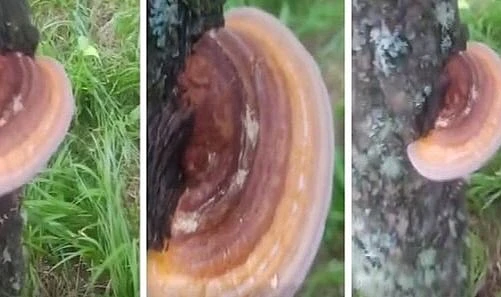 Ardahan ormanlarında nadir Reishi mantarı bulundu