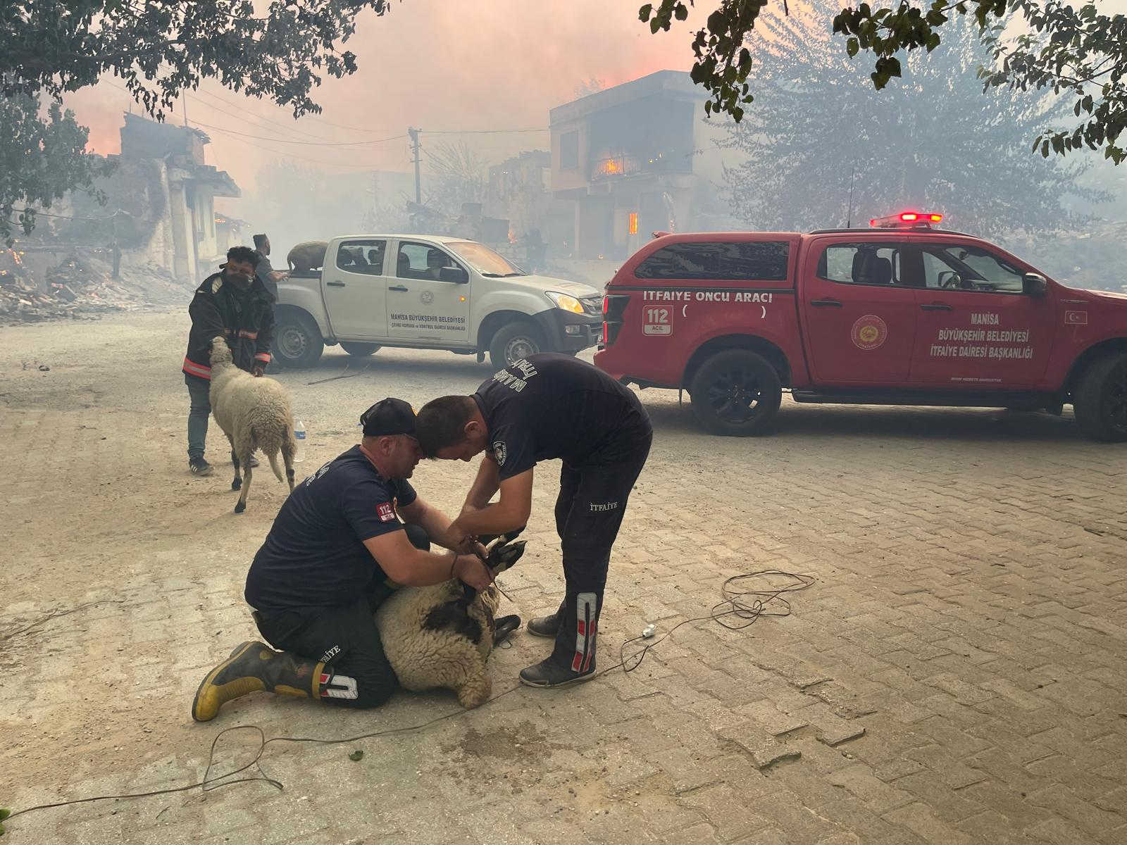 Manisa ve Uşak'taki orman yangınları kontrol altına alındı