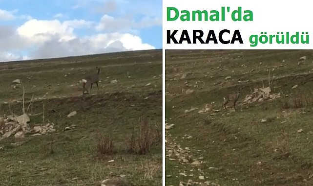 Damal'da Karaca görüldü