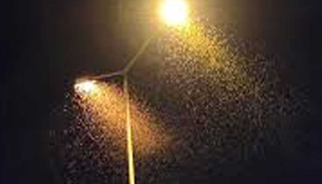 Eğirdir'de sinekler vatandaşa zor anlar yaşatıyor