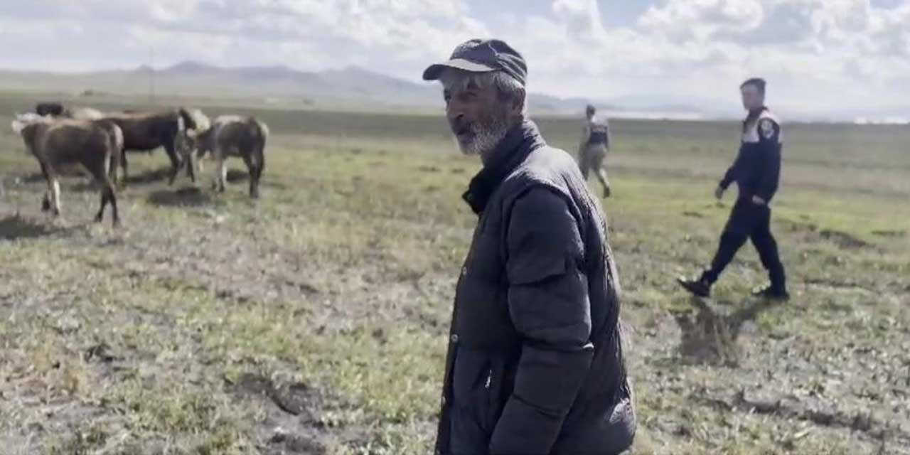 Kars'ta kaybolan 35 büyükbaş hayvanı jandarma buldu