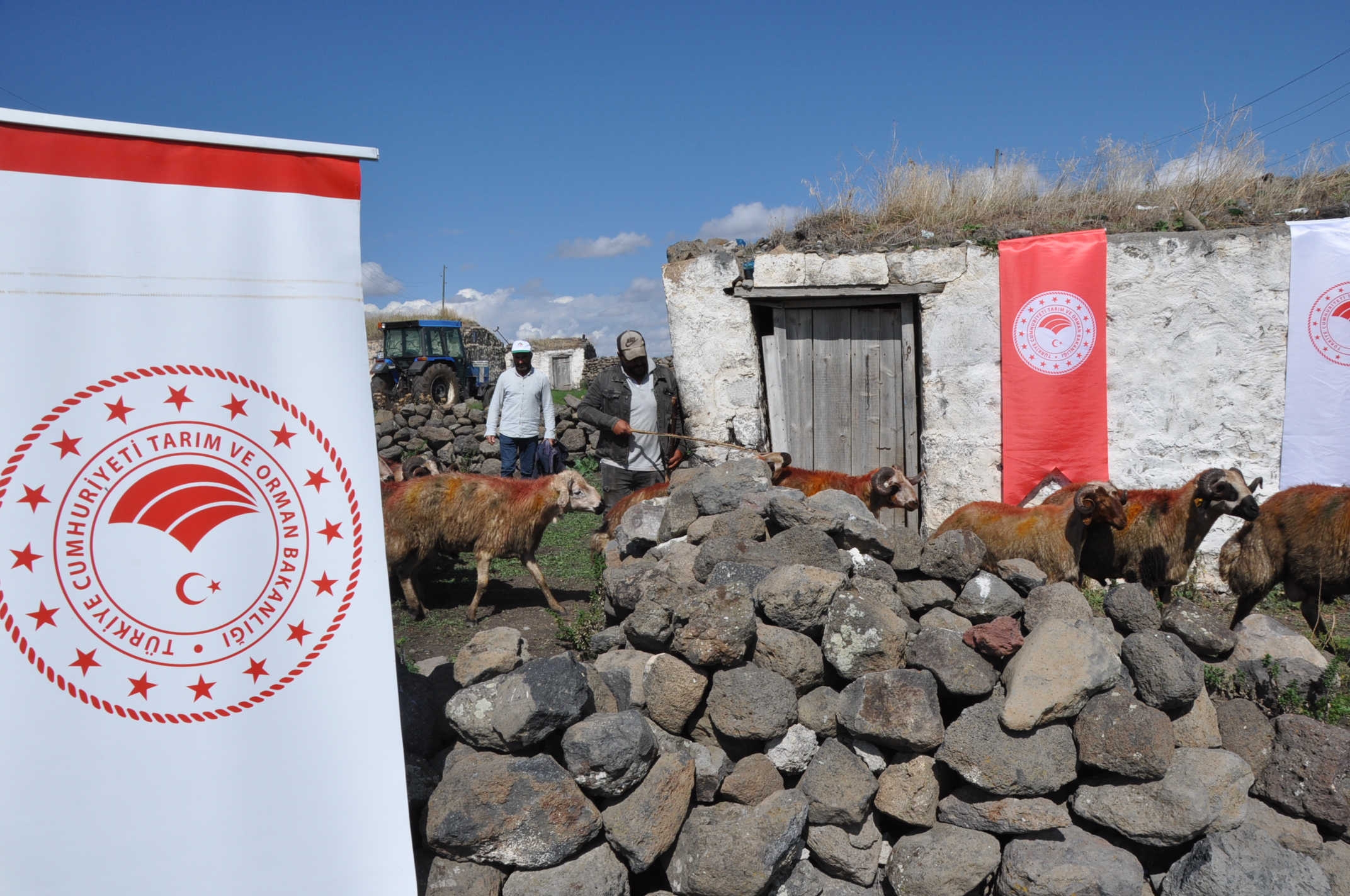 Kars'ta, Subatan köyü yaylasında 'koç katımı' töreni düzenlendi