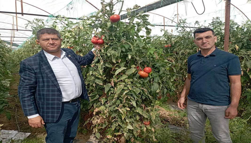 Isparta'da, domateste hastalıklar verimi düşürdü