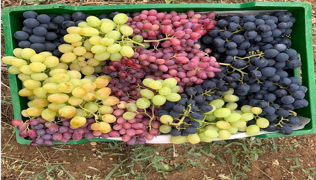 Yalvaç Kuyucak Köyü'nde üzüm hasadı başladı