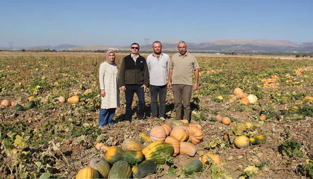 Şarkikaraağaç'ta kabak hasadı başladı