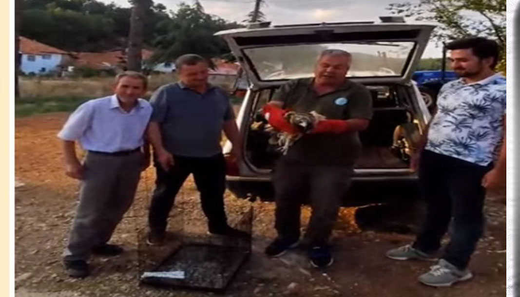 Yavru kızıl akbaba sağlığına kavuşmayı bekliyor
