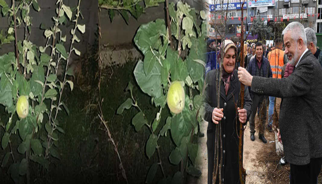 Isparta Belediyesi'nin dağıttığı fidanlar meyve vermeye başladı