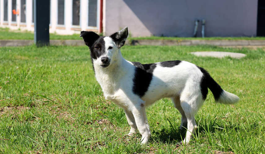 Sokaktaki can dostları Büyükşehir’in ‘Pati İzi’ projesiyle sıcak yuvaya kavuşuyor