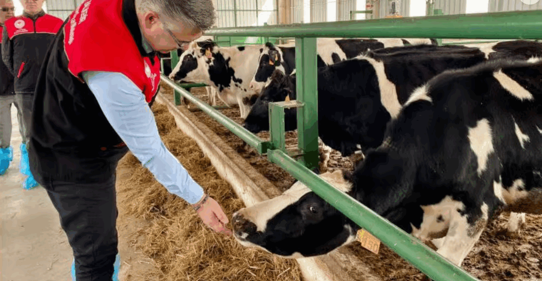 Balıkesir'de hayvancılık sektörü gelişiyor
