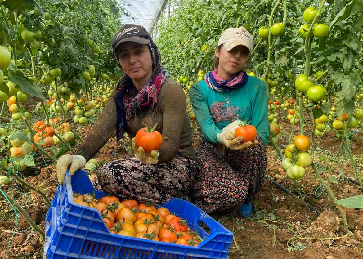 Antalya'da ilk domates hasatları gelmeye başladı
