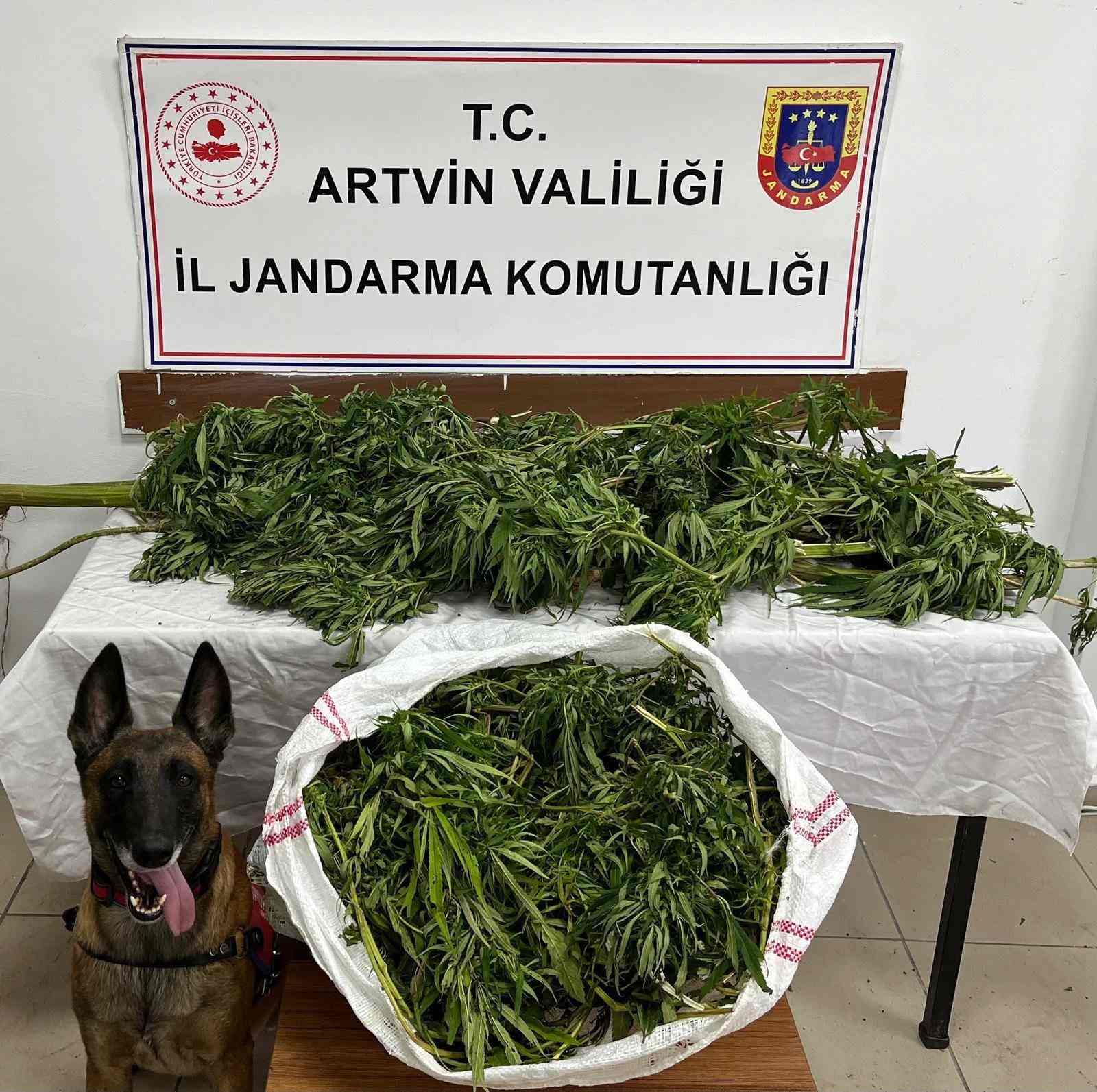 Artvin'de 16 kilo esrar yakalandı: 1 zanlı tutuklandı