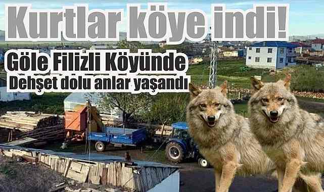 Ardahan'da aç kurtlar köyde dehşet saçtı