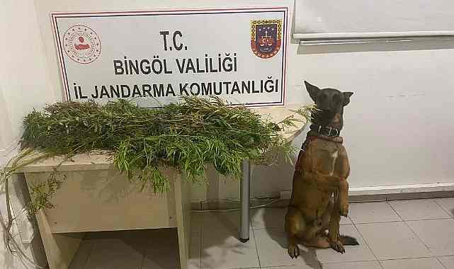 Bingöl’de Uyuşturucu ve Suçlular Yakalandı