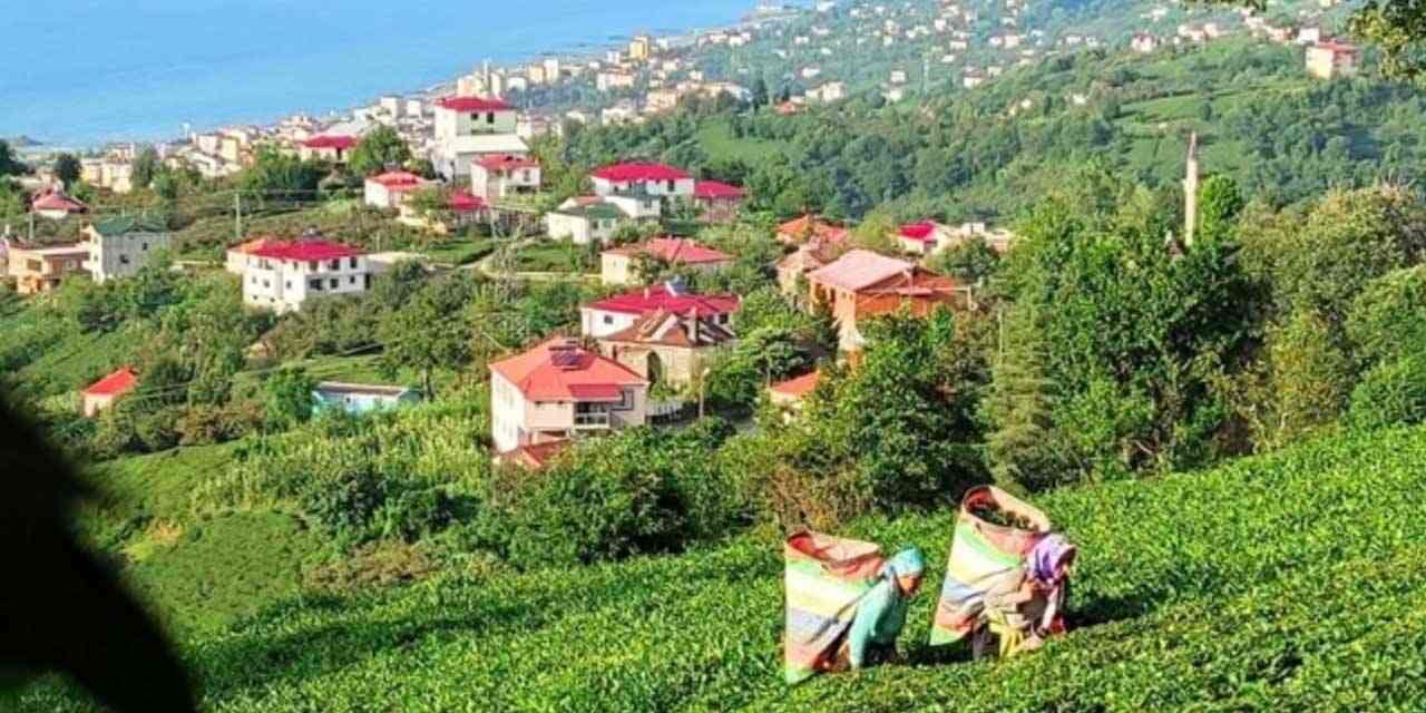 Giresun Eynesil'de yaş çay 4. sürgünde alımları devam edecek