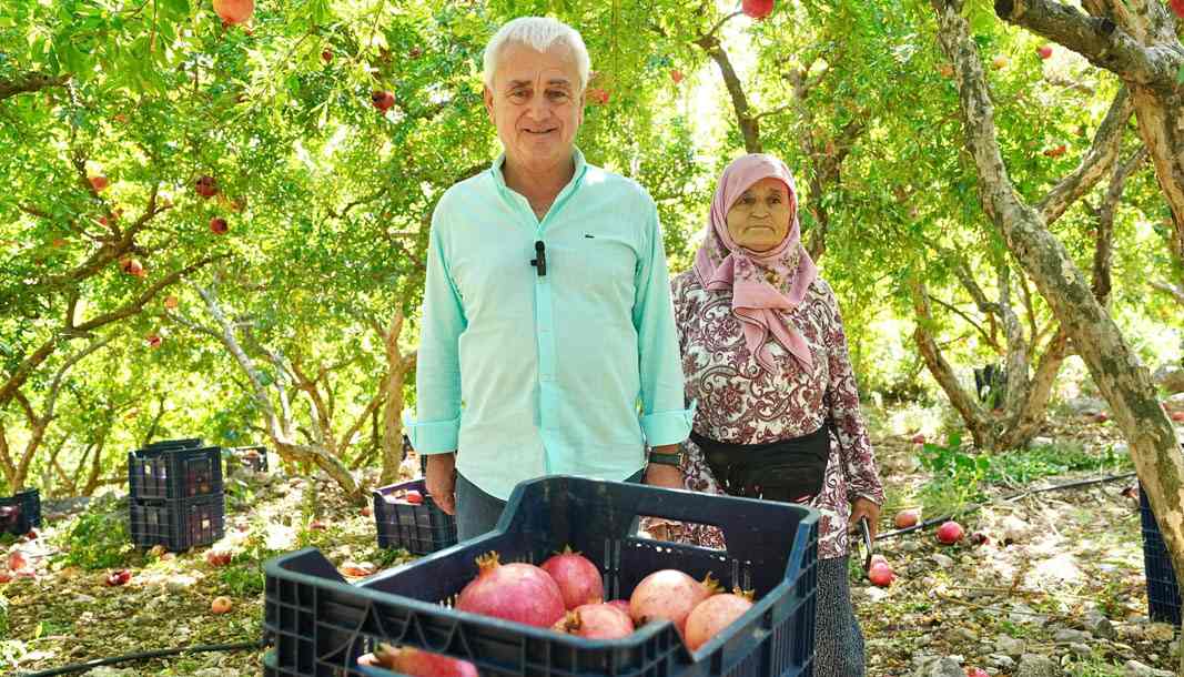 Finike’de nar hasadı sürüyor