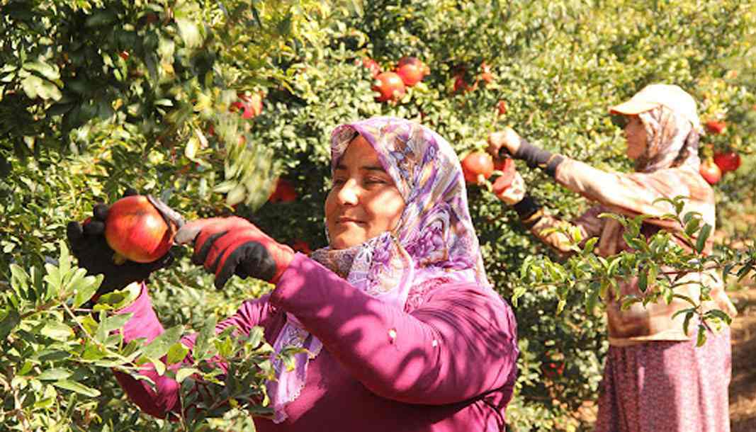 Nar bolluğu çetin bir kışın habercisidir