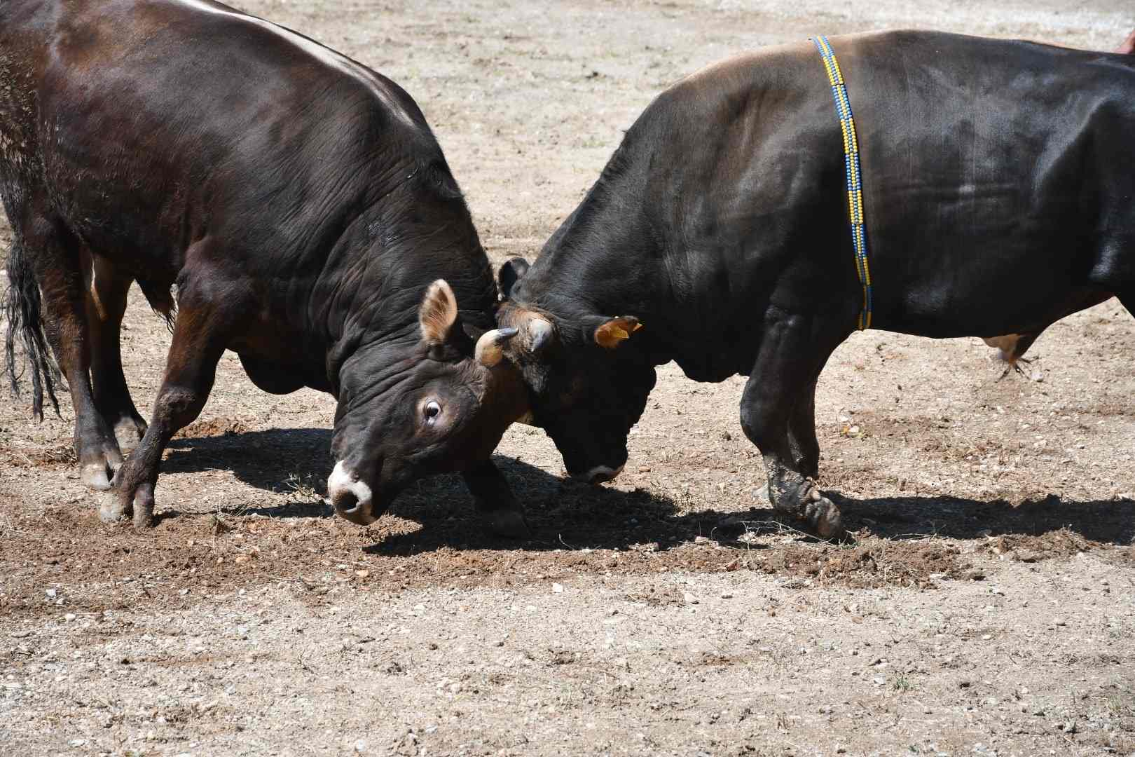 Bağdamları Boğa Güreşi Festivali 24 Kasım tarihinde Milas'ta olacak