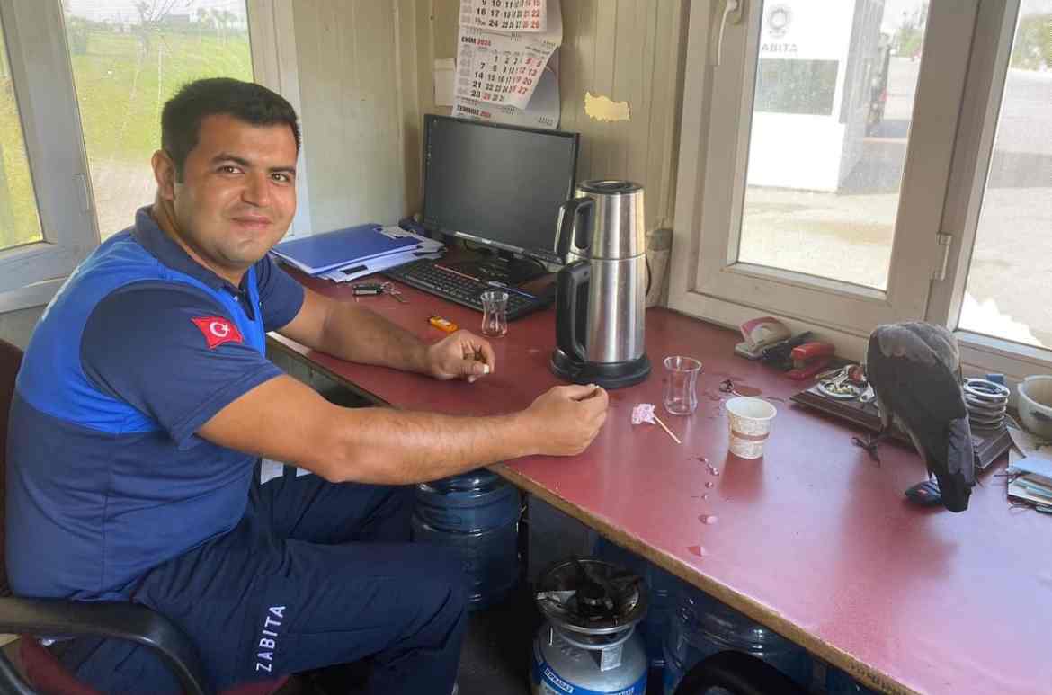 Maskot karganın 'firari' karga olduğu ortaya çıktı