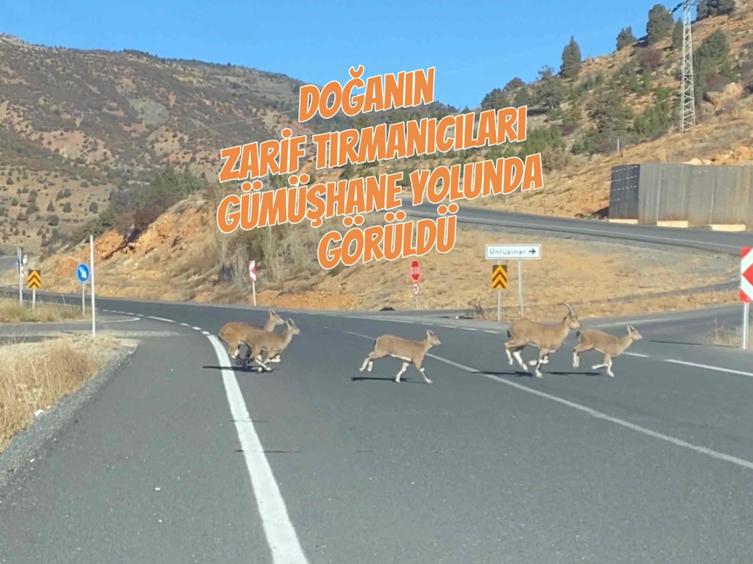 Doğanın zarif tırmanıcıları Gümüşhane yolunda görüldü